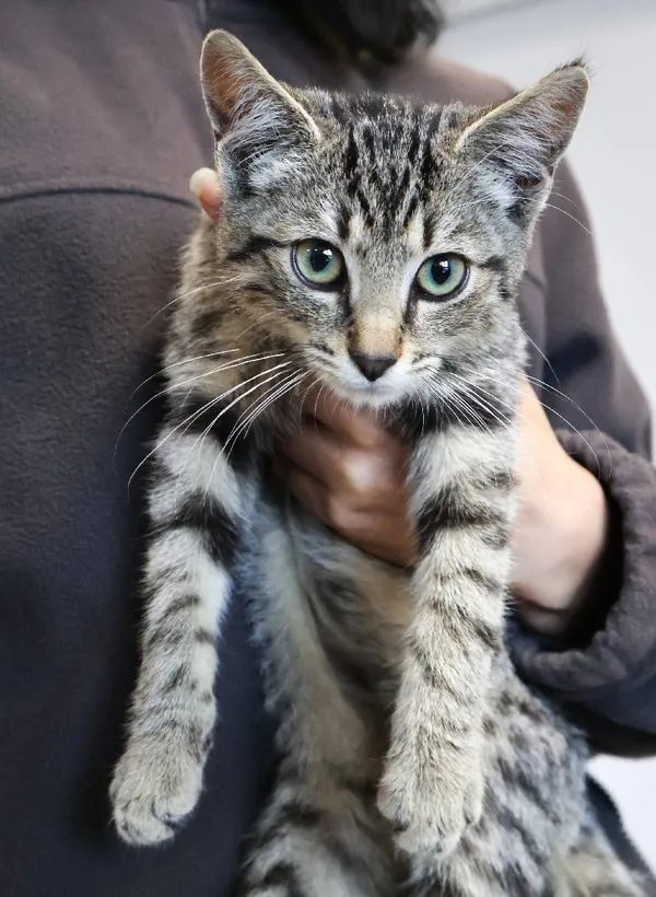 Znaleziono kota, Łódź, 8 września 2025 (4/5)