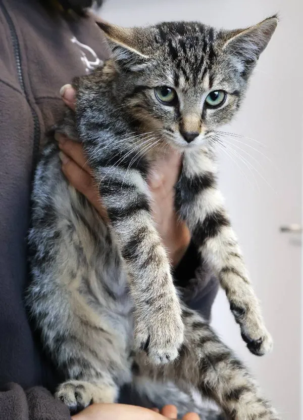 Znaleziono kota, Łódź, 8 września 2025 (5/5)