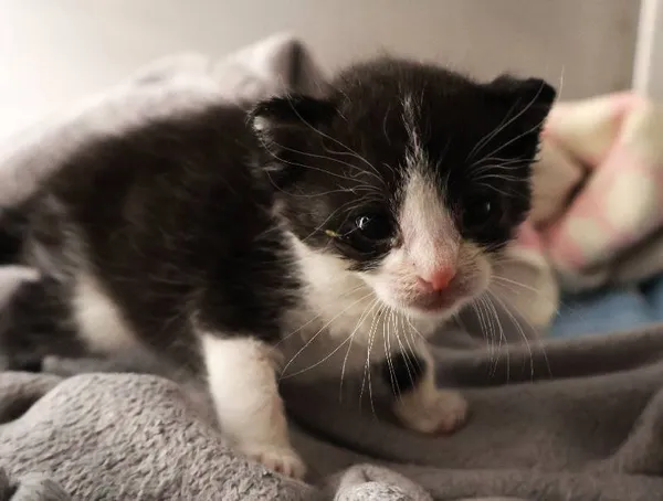 Znaleziono kota, Łódź, 7 września 2025 (1/2)