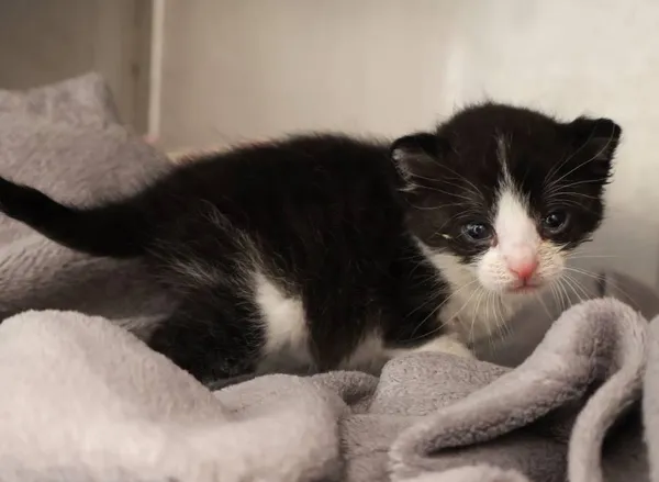 Znaleziono kota, Łódź, 7 września 2025 (2/2)