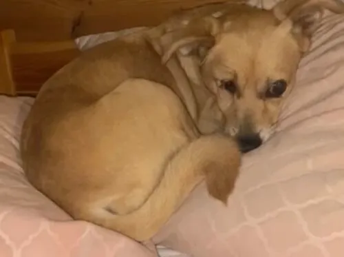 Pies do adopcji, Głowno, 8 września 2025 (2/3)