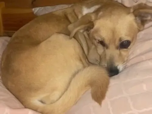 Pies do adopcji, Głowno, 8 września 2025 (3/3)