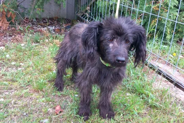 Znaleziono psa, Henrykowo, 3 września 2025