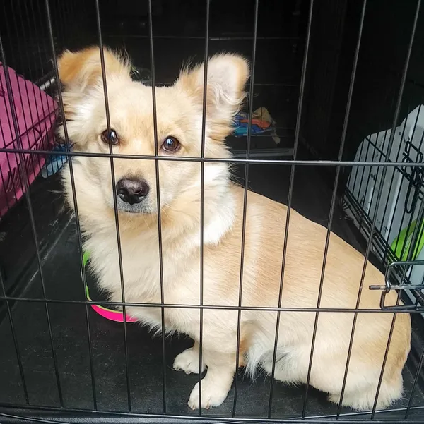 Znaleziono psa, Sosnowiec, 7 września 2025