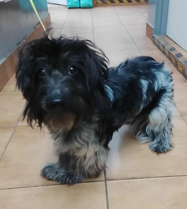 Znaleziono psa, Sosnowiec, 7 września 2025