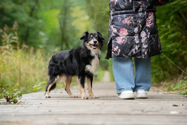 Znaleziono psa, Sosnowiec, 6 września 2025 (1/5)