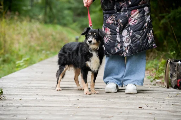 Znaleziono psa, Sosnowiec, 6 września 2025 (4/5)