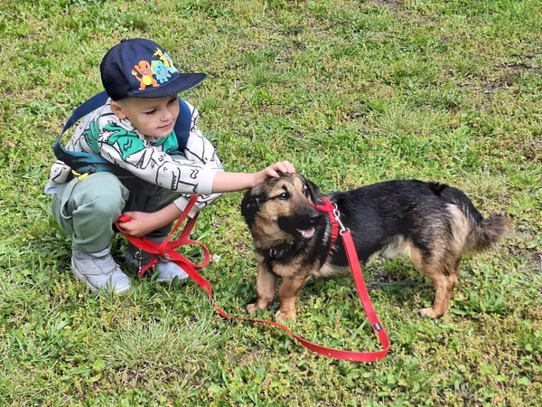 Oddam psa, Warszawa, Ujazdów, 9 września 2025 (2/4)