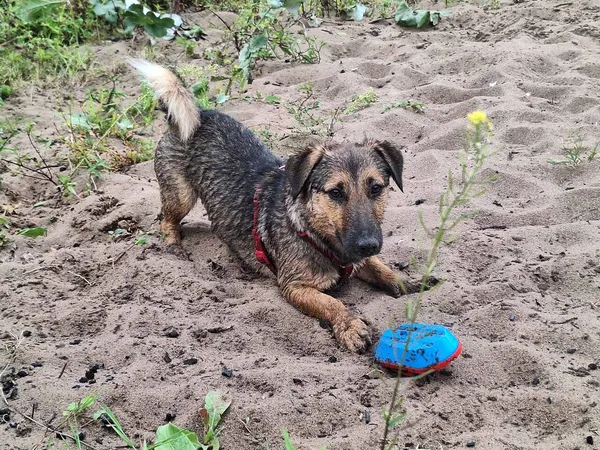 Oddam psa, Warszawa, Ujazdów, 9 września 2025 (3/4)