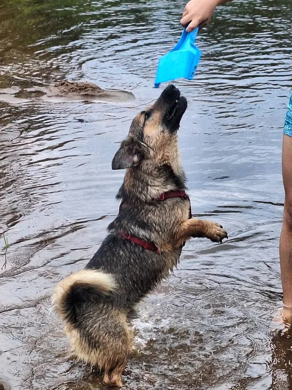 Oddam psa, Warszawa, Ujazdów, 9 września 2025 (4/4)