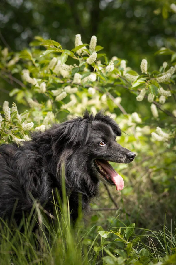 Oddam psa, Warszawa, Wyględów, 9 września 2025 (4/5)