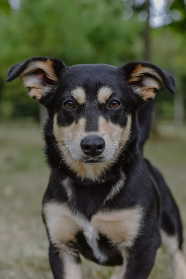 Pies do adopcji, Radom, 9 września 2025 (1/5)