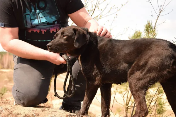 Pies do adopcji, Radom, 9 września 2025 (5/5)