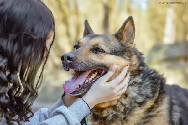 Pies do adopcji, Radom, 9 września 2025 (2/5)