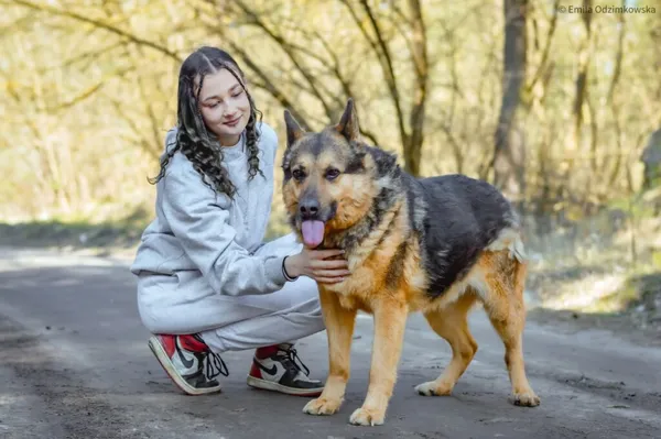 Pies do adopcji, Radom, 9 września 2025 (4/5)