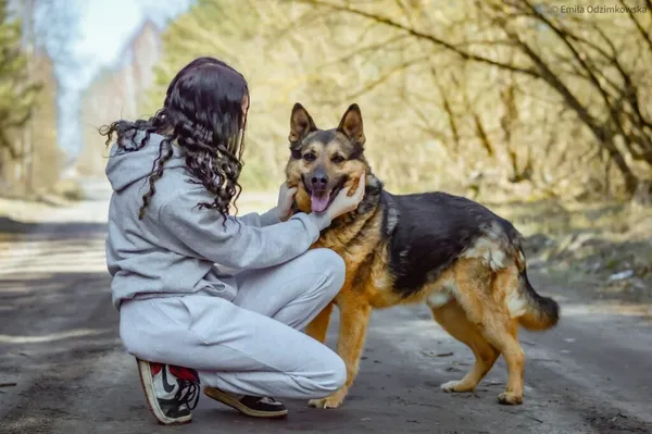 Pies do adopcji, Radom, 9 września 2025 (5/5)