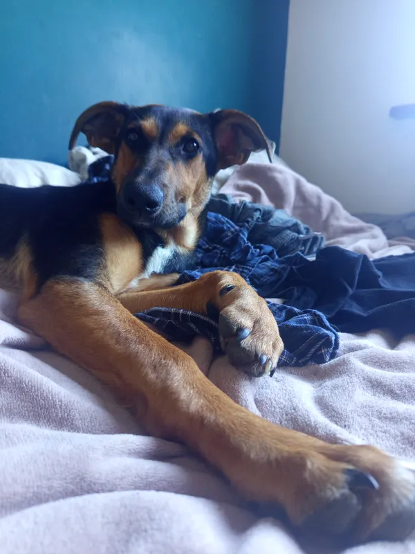 Zaginął pies, Zduńska Wola, 9 września 2025 (2/2)