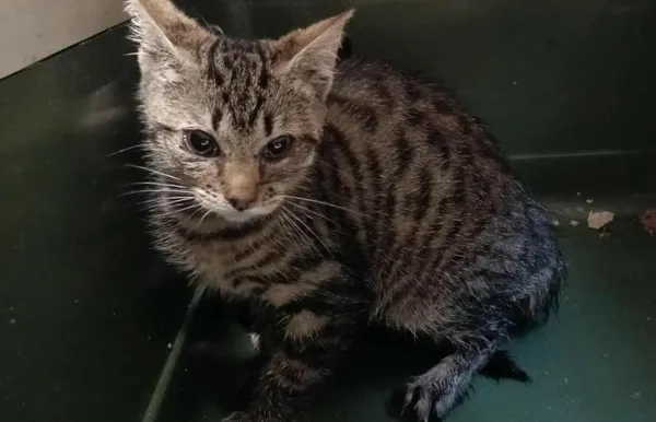 Znaleziono kota, Toruń, 7 września 2025