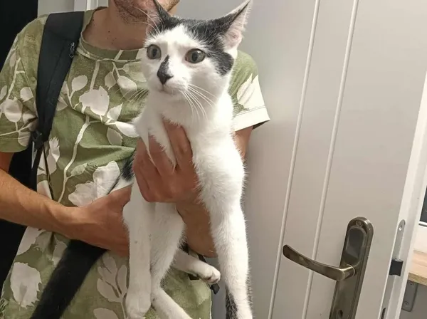 Znaleziono kota, Toruń, 4 września 2025