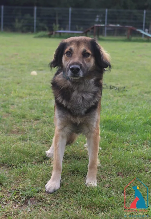 Pies do adopcji, Grudziądz, 2 września 2025