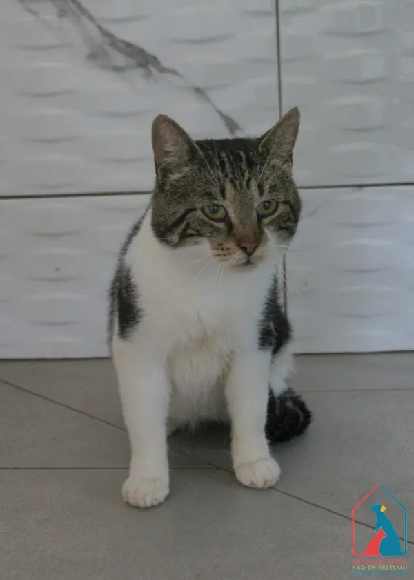 Kot do adopcji, Grudziądz, 3 września 2025