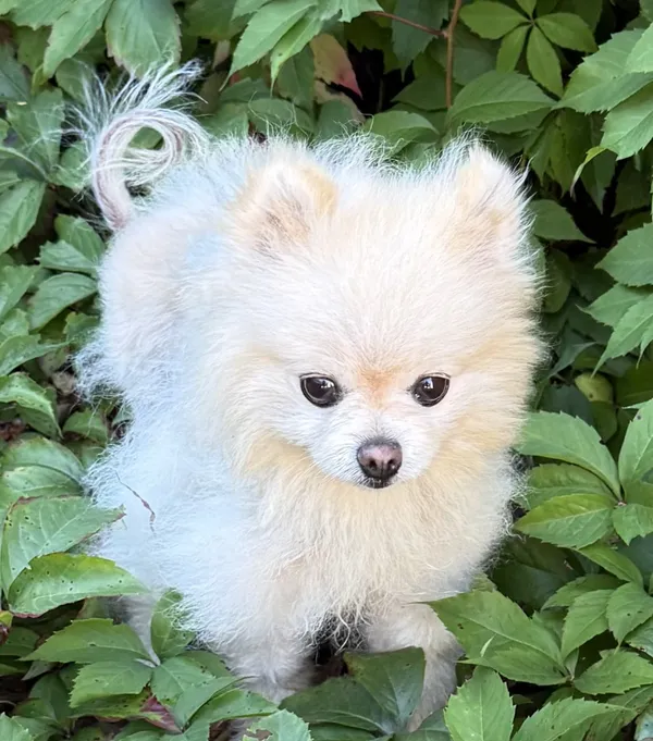 Zaginął pies, Łódź, 9 września 2025