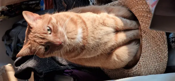 Zaginął kot, Łódź, 9 września 2025