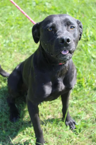 Pies do adopcji, Bełchatów, 5 lipca 2025 (1/5)