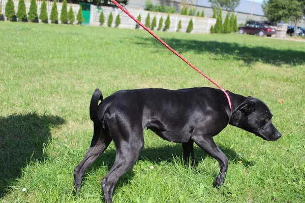 Pies do adopcji, Bełchatów, 5 lipca 2025 (2/5)