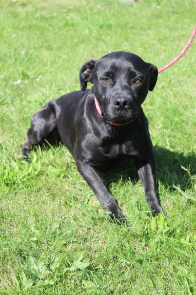 Pies do adopcji, Bełchatów, 5 lipca 2025 (3/5)