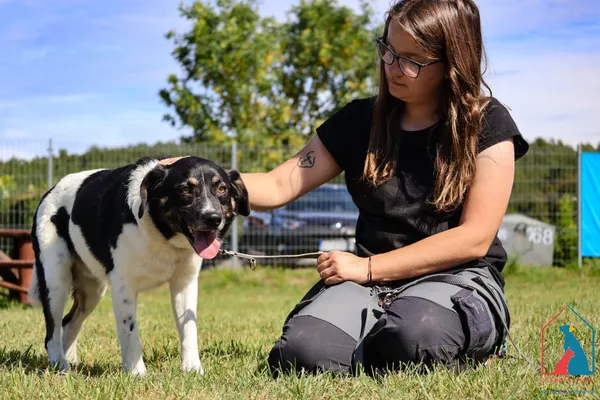 Pies do adopcji, Grudziądz, 28 lipca 2025 (3/5)