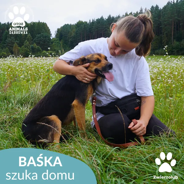 Pies do adopcji, Dąbrówka, 9 września 2025 (2/5)