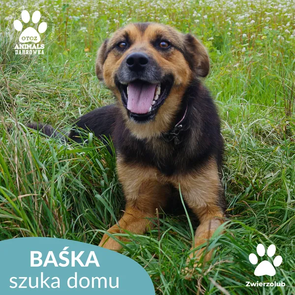 Pies do adopcji, Dąbrówka, 9 września 2025 (4/5)