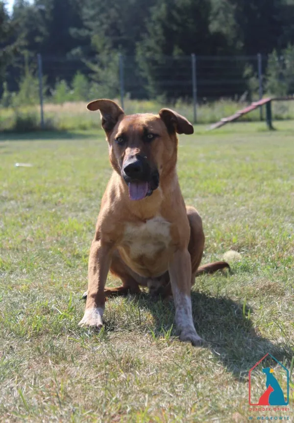 Pies do adopcji, Grudziądz, 4 września 2025