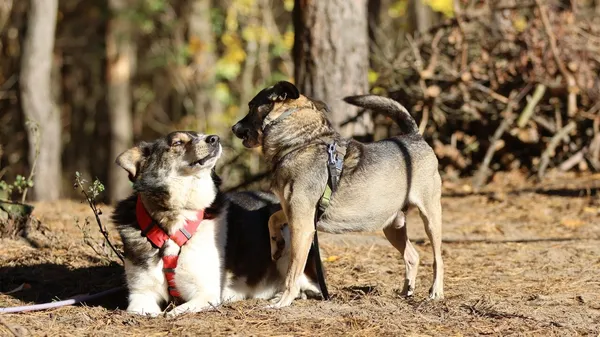 Oddam psa, Warszawa, Muranów, 10 września 2025 (2/5)