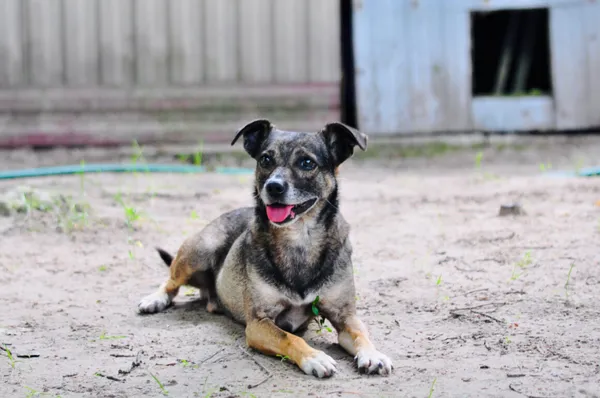 Oddam psa, Warszawa, Muranów, 10 września 2025 (3/5)