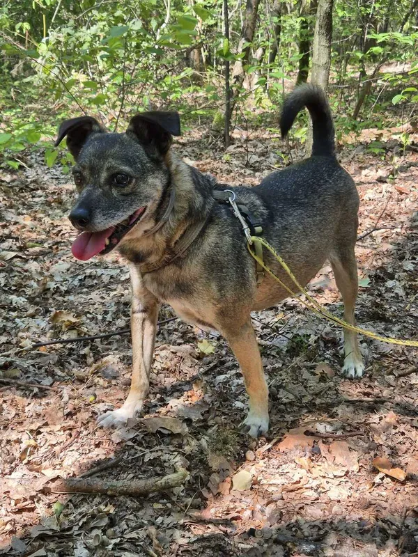 Oddam psa, Warszawa, Muranów, 10 września 2025 (4/5)