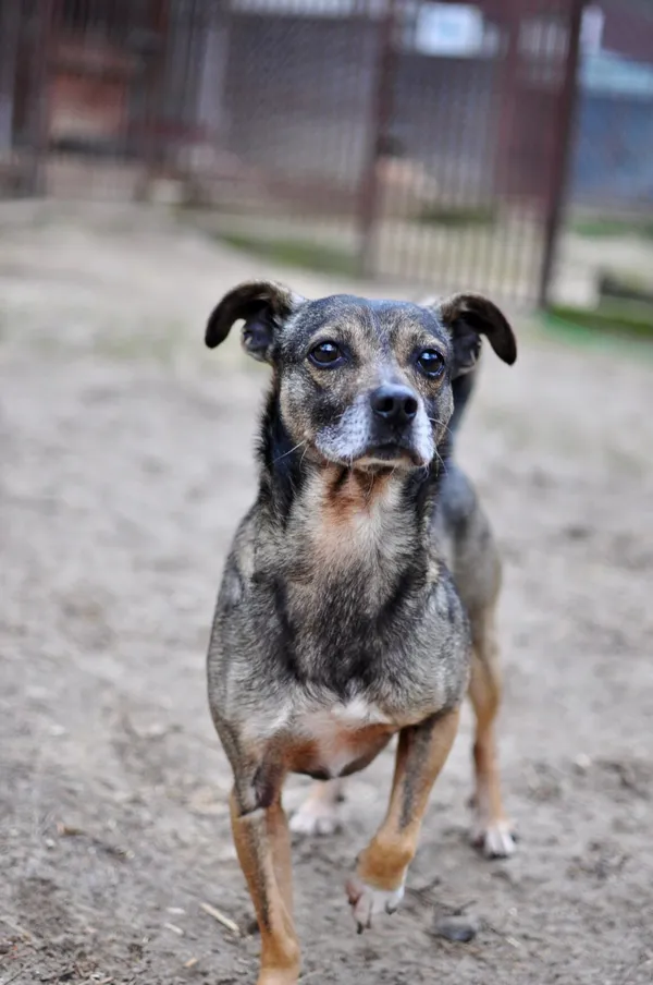 Oddam psa, Warszawa, Muranów, 10 września 2025 (5/5)