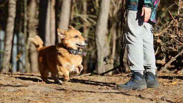 Oddam psa, Warszawa, Chrzanów, 10 września 2025 (6/6)
