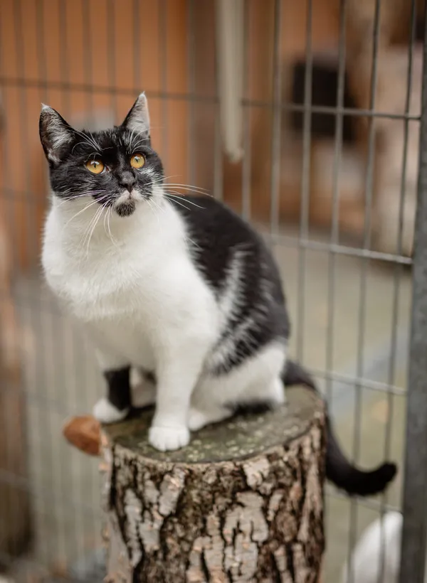 Kot do adopcji, Częstochowa, 10 kwietnia 2025 (4/5)