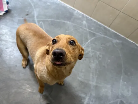 Pies do adopcji, Kraków, 26 sierpnia 2025