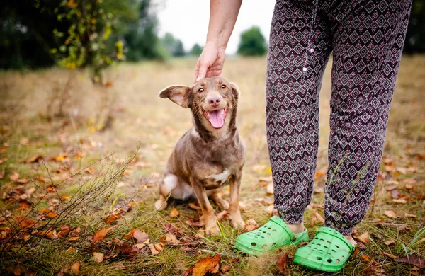Oddam psa, Płock, 10 września 2025 (3/6)
