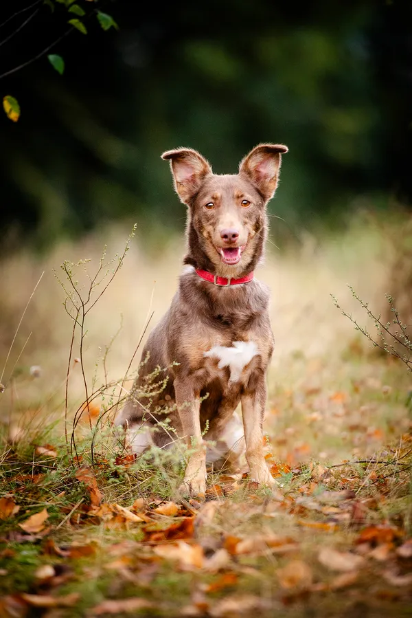 Oddam psa, Płock, 10 września 2025 (4/6)