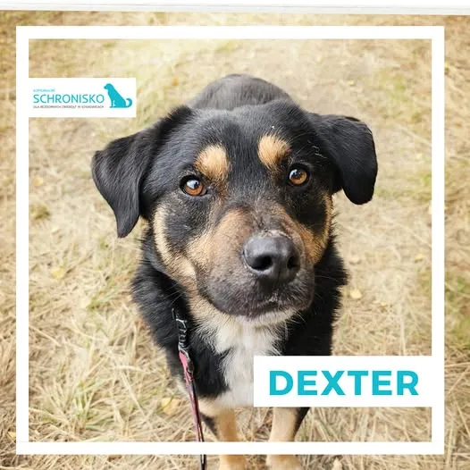 Pies do adopcji, Sosnowice, 9 września 2024