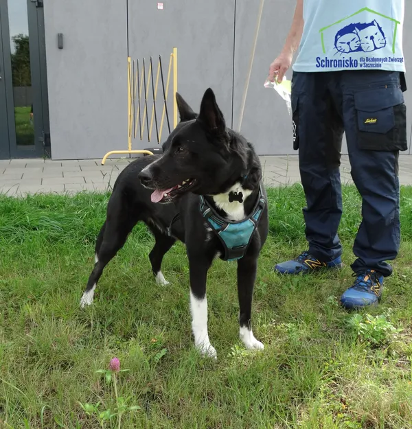 Pies do adopcji, Szczecin, 10 września 2025 (3/4)