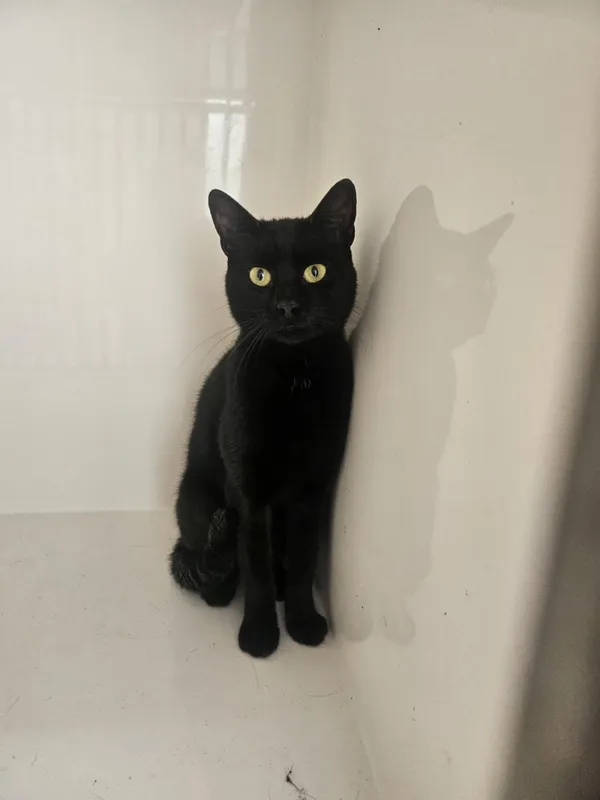 Kot do adopcji, Orzechowce, 9 września 2025 (1/2)