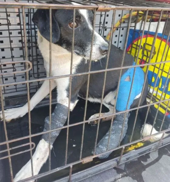 Znaleziono psa, Radom, 6 września 2025