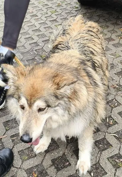 Znaleziono psa, Radom, 6 września 2025