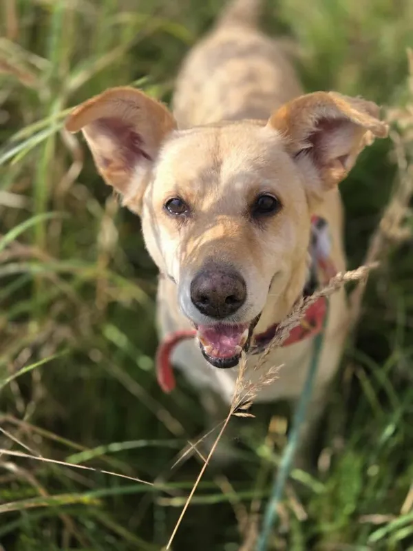 Pies do adopcji, Jelenia Góra, 24 kwietnia 2025 (1/5)