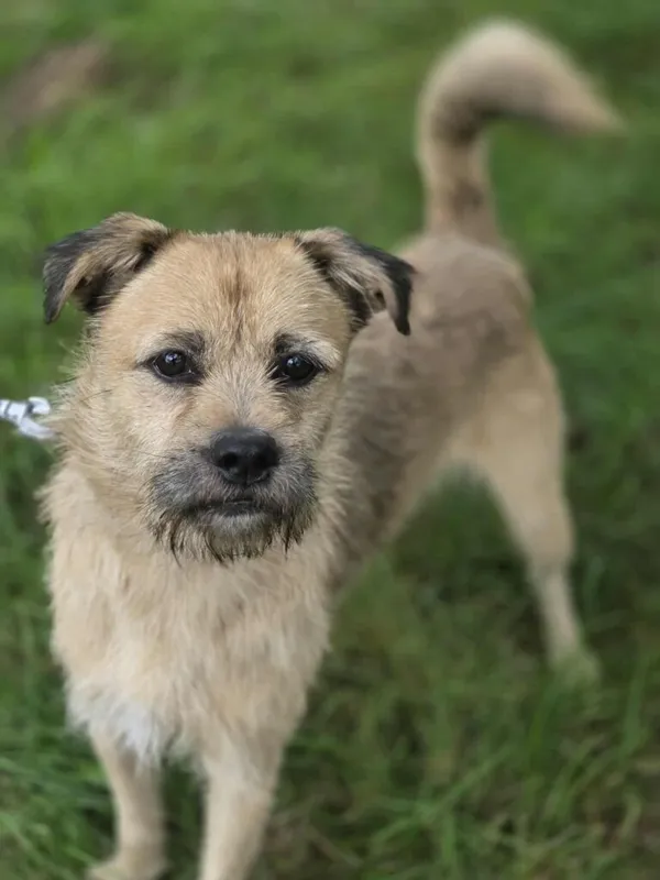 Pies do adopcji, Jelenia Góra, 29 sierpnia 2025 (1/5)